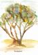 23-eucalyptuse_th.jpg