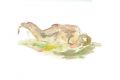 67-aquarelle_corps_allonge_th.jpg