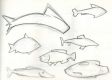 dessin005poissonslouvre_th.jpg