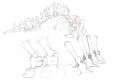 045baleine-vertebres_th.jpg